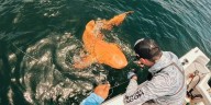 Pescadores descubren en Costa Rica un extraño tiburón