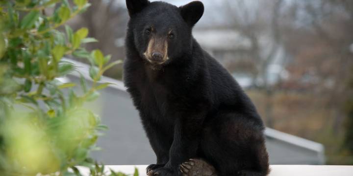 TWRA investigating bear feeding in West Knoxville