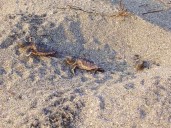 Be a Labor Day Weekend holiday helper for sea turtles and shorebirds