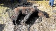 Editorial: Floridians hate the idea of a bear hunt. The FWC doesn't care