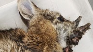 Rabbits with 'horns' in Colorado are being called 'Frankenstein bunnies.' Here's why
