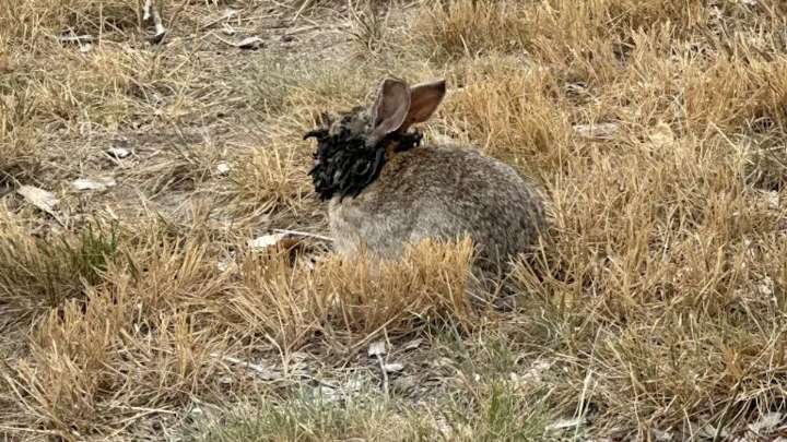 Aparecieron en EEUU conejos con "tentáculos" por el ataque de un virus