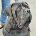 Beloved therapy dog Jager earns Hero Dog Award nomination for comforting those in crisis