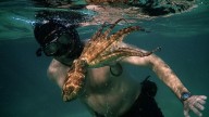 Los pulpos huyen de España e invaden las costas británicas: este es el motivo