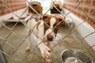 Dog rescue needs donations for permanent home in City of St. George