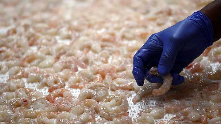 More companies pull thousands of packages of shrimp for potential radioactive contamination