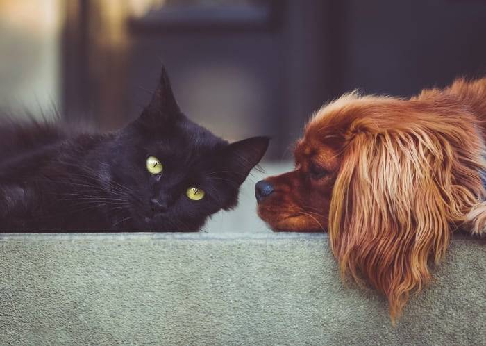 San Antonio Humane Society to host low-cost spay and neuter clinic next month