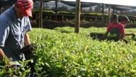 Los productores de yerba mate piden la declaración de emergencia para el sector