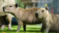 Capybaras spotted in Florida? Can you keep them as pets?