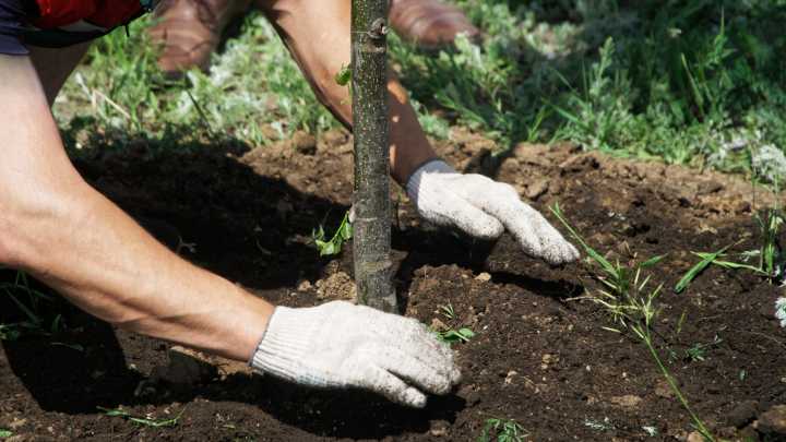 7 Trees You Should Avoid Planting In Your Yard At All Costs