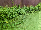 Why removing invasive vines is a good idea for gardeners