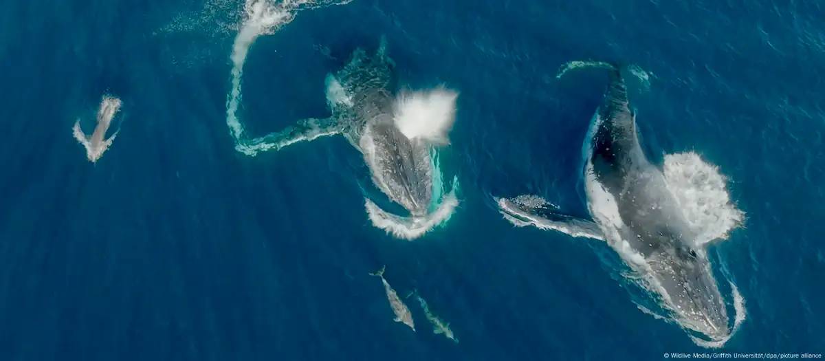 Científicos captan a ballenas y delfines jugando juntos