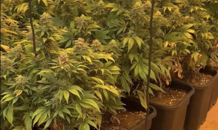 Policía Local de Cartagena desmantela una plantación de marihuana con más de un centenar de plantas en Los Partidarios
