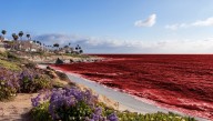 Following California's Plagues Of Darkness And Fire, Pacific Ocean Turns To Blood