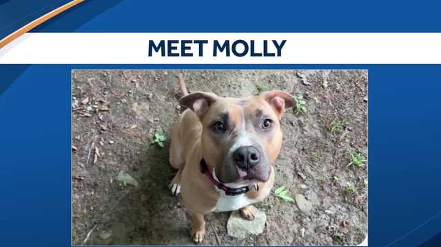 Molly, a pit bull mix with a big heart, is ready to find her forever home