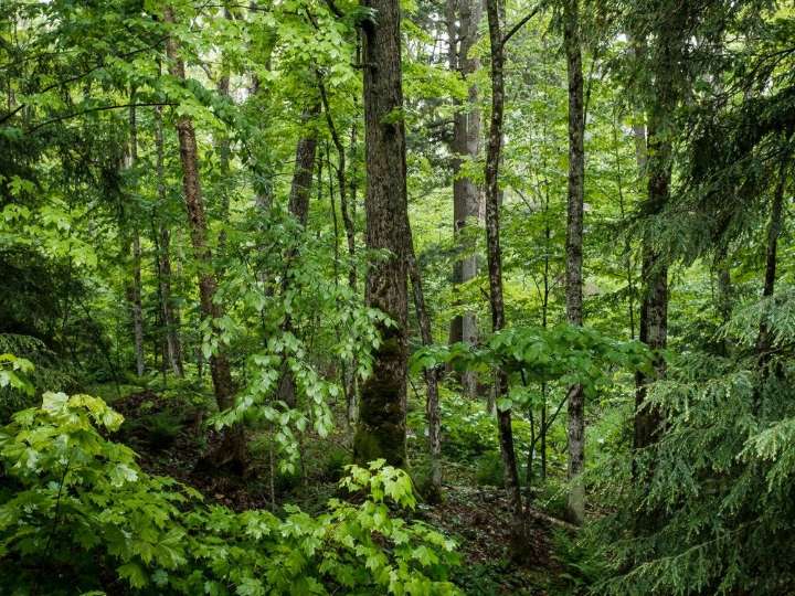 Canadian man survives several days wilderness by slurping pond water