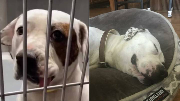 Dog Rescued From High-Euthanasia Shelter In California Breaks Hearts With Her Backstory