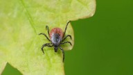 Qué tan potente es la tierra de diatomeas para eliminar garrapatas de casa, según expertos