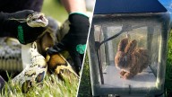 Florida turns to robot rabbits in battle against invasive Burmese pythons