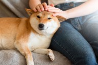 13 Dog Breeds That Are Far More Loving Than Loud