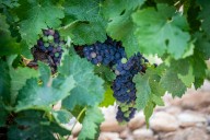 El viñedo de Rioja Oriental presenta un buen estado sanitario