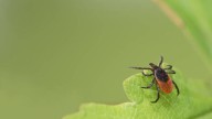 El romero como repelente de garrapatas: 3 formas efectivas en casa y en el jardín