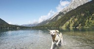 Toxic Algae in Lakes Can Kill Pets Within Minutes, Expert Warns