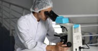 California camper tests positive for plague after flea bite in South Lake Tahoe area