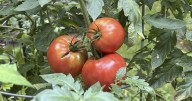 How to tell when your garden veggies are ripe for harvesting |