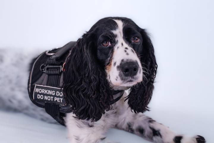 Dogs on hunt for bed bugs – dead or alive – from Victoria to northern B.C.