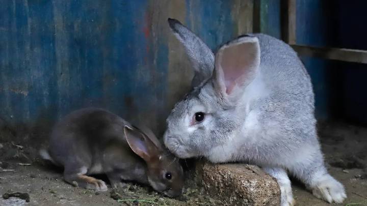 Conejos con tentáculos: la especie silvestre que tiene en alerta a EU