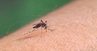 West Nile Virus detected in Hamilton County resident