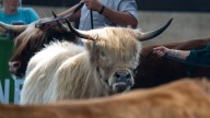 Crowds gather for Iowa State Fair's first-ever Highland cattle show