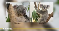 Louisville Zoo welcomes 2 new koalas via UPS special delivery