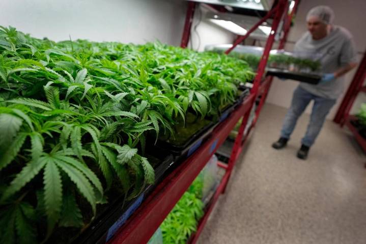 What to know about Trump’s potential change in federal marijuana policy