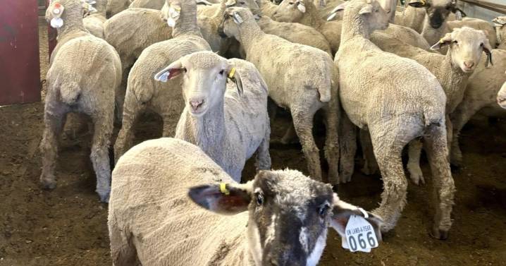 Wyoming Wool Initiative launches 4th annual Lamb