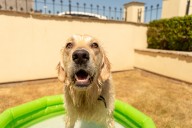 Man Notices Golden Retriever Enjoying Pool Below, Hearts Melt as He Zooms In