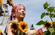 Sunflower Festival in Snohomish makes for perfect summer selfies
