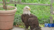 From tragedy to triumph: Bald eagle Victoria remembered after passing