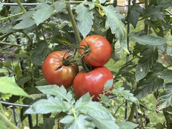 How to tell when garden veggies are ready to harvest