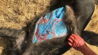 Los jabalíes con carne azul neón que causan asombro en California