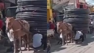 "Indignante": captan a caballo cargando carreta llena de materiales en La Plata, Huila