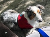 Donovan, el perro sordo que acompaña niños: "Nos enseñó que el amor y la lealtad no necesitan palabras ni sonidos”