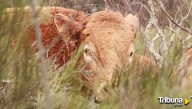 Detectan nuevos focos de lengua azul en Salamanca