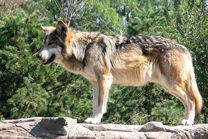 Una familia se cuela en el recinto de lobos de Cabárceno, que denunciará a estos turistas