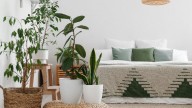 La planta que tiene grandes beneficios para ayudarte a dormir mejor y quizá ni lo sabías