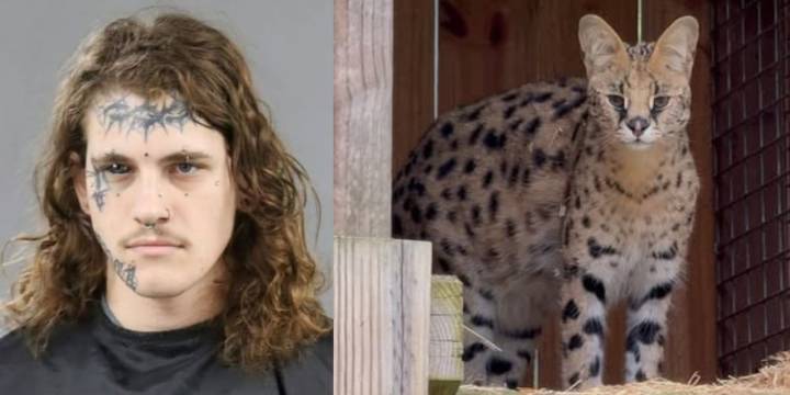 Deputies looking for exotic African cat stolen from Upstate animal sanctuary