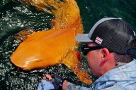 Un hombre en Costa Rica pescó a un tiburón naranja y blanco: es tan extraño que la ciencia ha tenido que investigarlo