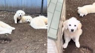 Tears As Rescuers Uncover The Real Reason Behind A Tennessee Dog Carrying Her 7 Puppies To A Neighbor