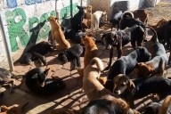 Al menos 10 perros fueron envenenados en Atotonilco el Grande, acusa activista
